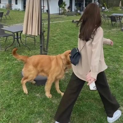 飞女黛丝